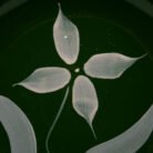 watt-pottery-green-starflower-39-bowl-3206